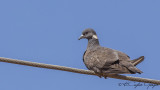 White-collared Pigeon - Columba albitorques