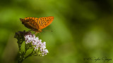 Silver-washed Fritillary - Argynnis paphia - Cengaver