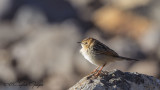 Ethiopian Cisticola - Cisticola lugubris