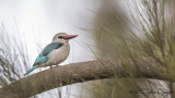 Woodland Kingfisher - Halcyon senegalensis