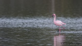 Lesser Flamingo - Phoeniconaias minor - Küçük flamingo