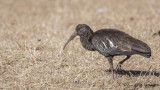 Wattled Ibis - Bostrychia carunculata - Sakallı aynak