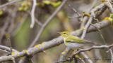 Wood Warbler - Phylloscopus sibilatrix - Orman çıvgını