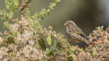 Streaky Seedeater - Crithagra striolata