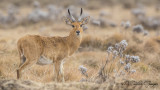 Bohor Reedbuck - Redunca redunca