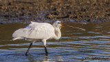 Eurasian Spoonbill - Platalea leucorodia - Kaşıkçı