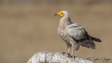 Egyptian Vulture - Neophron percnopterus - Küçük akbaba