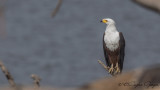 African Fish Eagle - Haliaeetus vocifer - Afrika Balık Kartalı