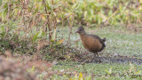 Rouget's Rail - Rougetius rougetii