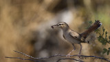 Rufous-tailed Scrub Robin - Cercotrichas galactotes - Çalıbülbülü