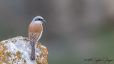 Red-backed Shrike - Lanius collurio - Kızılsırtlı Örümcekkuşu