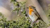 Robin - Erithacus rubecula - Kızılgerdan