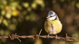 Eurasian Blue Tit - Parus caeruleus - Mavi baştankara