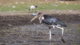 Marabou Stork - Leptoptilos crumenifer
