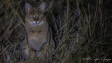Jungle Cat - Felis chaus - Saz kedisi