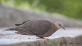 Red-eyed Dove - Streptopelia semitorquata - Kırmızı gözlü kumru