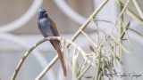 African Paradise Flycatcher - Terpsiphone viridis - Afrika Cennet Sinekkapanı