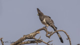 White-bellied Go-away-bird - Corythaixoides leucogaster
