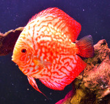 Red Marlborough Female 7