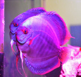 Breeding pair of Blue Snakeskin.