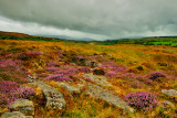 DSC_0512.JPG