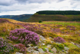 Rhigos Mountain and Pen-pych.