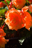 DSC_0819.JPG