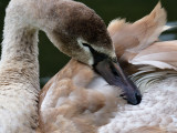 Preening cygnet.