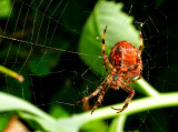 DSC_1096.JPG