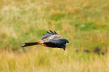 Red Kite.
