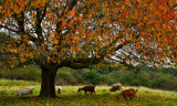 Old cherry tree.