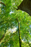 Tall trees.