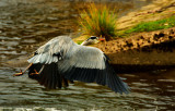 Grey Heron.