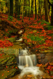 Beechwood at Mountain Ash.