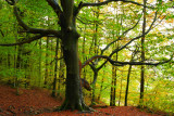 Dying tree.