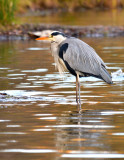 Grey Heron.