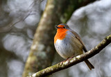Robin (Brongoch).