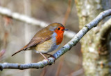 Robin (Brongoch).