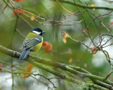 Coal Tit (Titw Penddu).