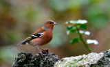 Chaffinch (Asgell Fraith).