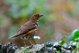 Song Thrush (Bronfraith).