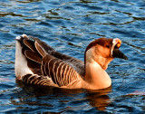 Golden hour goose.