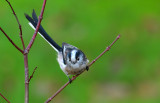 Long Tailed Tit (Yswigw Gynffon Hir).