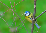 Blue Tit (Titw Tomos Las).
