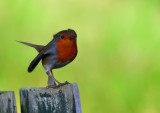 Energetic Robin.