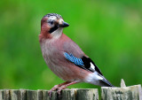 Jay (Sgrech yr Coed).
