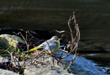 Grey Wagtail (Sigi-y-gwt) (Siglen Lwyd).