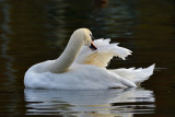 Preening swan.