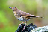 Song Thrush