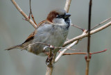House Sparrow. (Aderyn Y To).